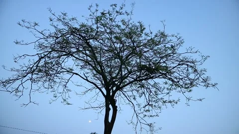 Tree 库存影片 336224144
