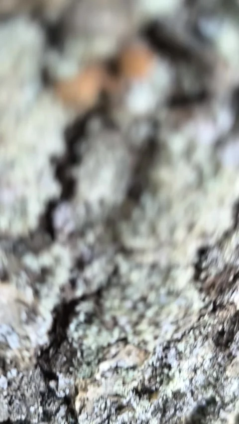 Tree Stock Footage 339979673