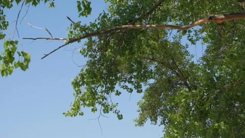 Tree Footbridge River Stock Footage 156538163