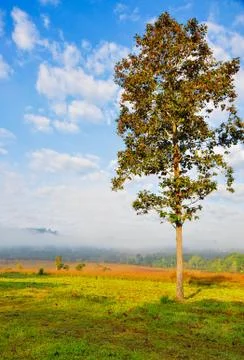 Tree at foothills. Stock Photos