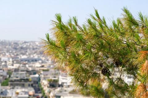 Tree in the foreground. acropolis park Stock Photos