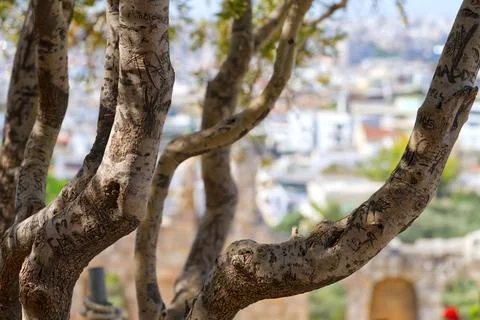 Tree in the foreground. acropolis park Stock Photos