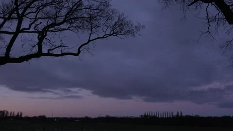 Tree in foreground and birds flying in large flock on migration evening sky 4K Video stock 147697035