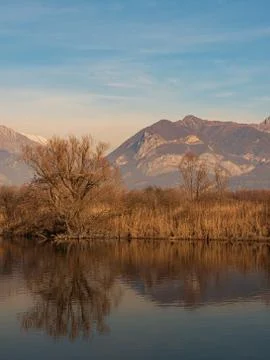 Tree in the foreground and mountains in the background are reflected in the r Stock Photos