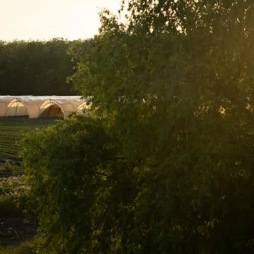 Tree in the foreground and sunset Stock Photos