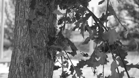 Tree in Foreground (black and White) Stock Footage 281986186