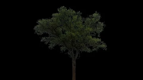 Tree foreground cloudy - 01 動画素材 121682889