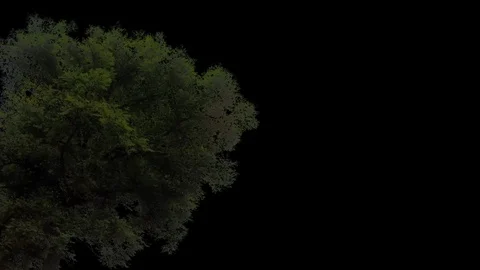 Tree foreground corner cloudy - 01 動画素材 121683201