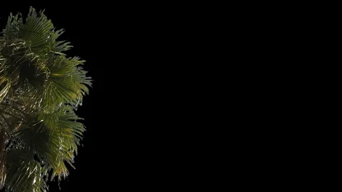 Tree foreground corner palm - 01 動画素材 121682565