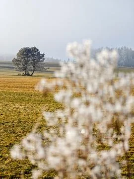 A tree is in the foreground of a field Stock Photos