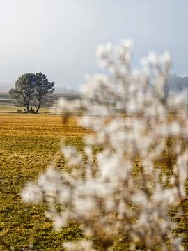 A tree is in the foreground of a field Stock Photos