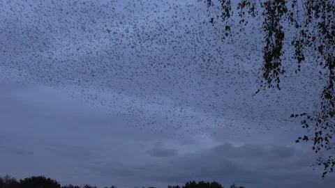 Tree in foreground with flock of starlings flying in the evening England UK 4K Stock Footage 143307164