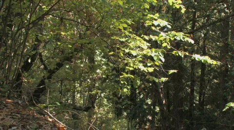 Tree Foreground Video stock 612408