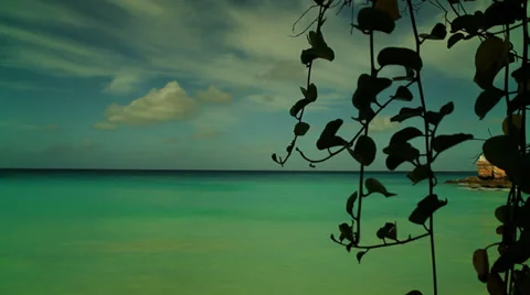 Tree in foreground Stock Footage 34806454