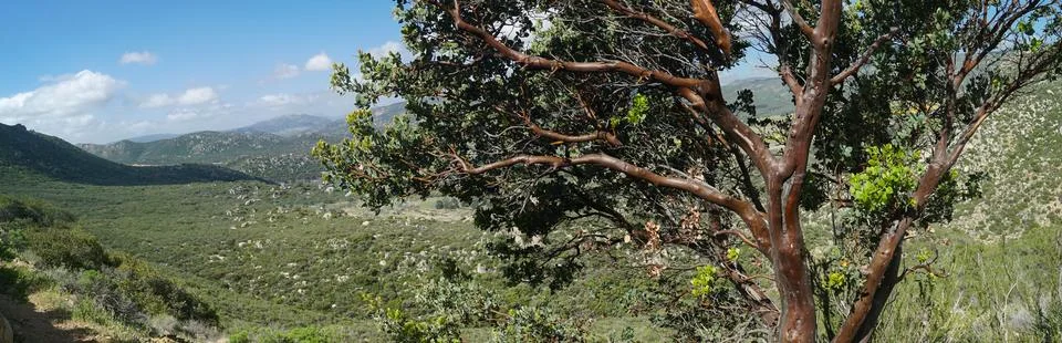 A tree is in the foreground of a large, open field Stock Photos