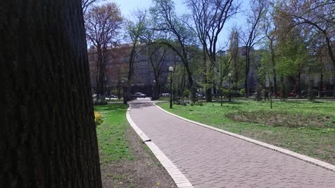 Tree foreground opening view toward park landscape Stock Footage 331889568