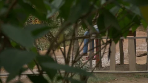 Tree in the foreground with person in the background Video stock 128079665