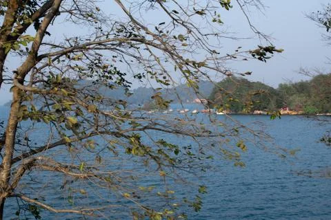 A tree in a foreground situated in maithon dam Stock Photos