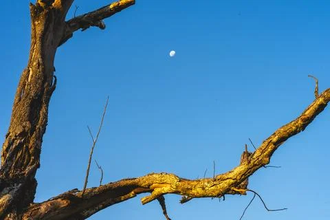 Tree in the foreground with the sky and the moon in the background Stock Photos