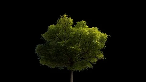 Tree foreground sunny - 01 動画素材 121466394