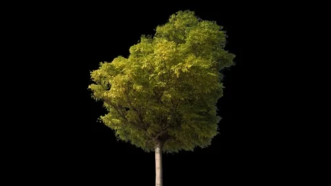 Tree foreground sunny - 02 動画素材 121682822