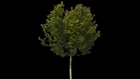 Tree foreground sunny - 11 動画素材 121683883