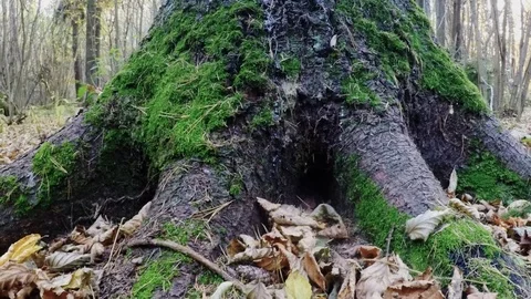 The tree in the forest. 41 Video stock 98175571