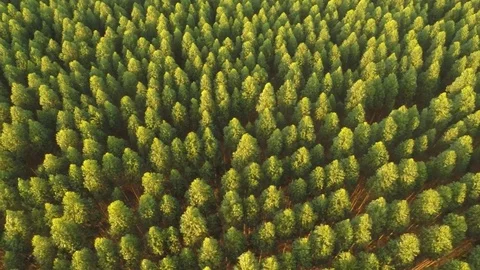 Tree forest from the air Stock-Footage 73703414