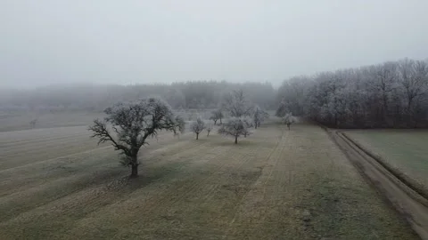 Tree, forest and barn 스톡 동영상 169168009