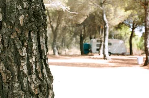 Tree in the forest and caravan Stock Photos