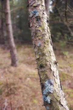 Tree, forest and moss with mold in nature for seasonal change, moisture or Foto stock