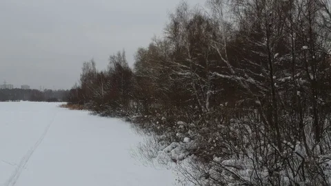 Tree forest and winter frozen lake shore Stock Footage 101789622