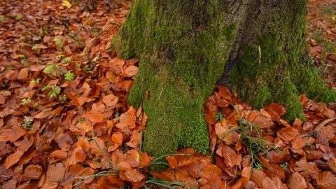 Tree in forest in autumn, pan around the tree, leafs on the ground, in Stock Footage 98132297