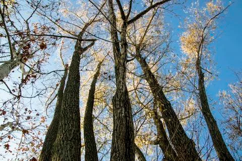 The tree forest in autumn Stock Photos