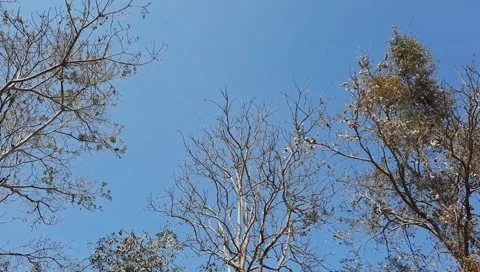 Tree forest on blue background panning Stock Footage 148315436