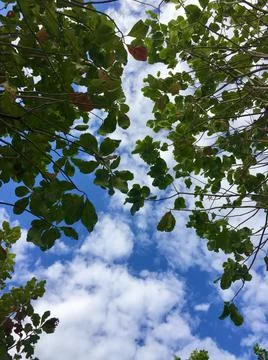 Tree in the forest with blue sky Stock Photos