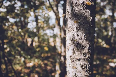 Tree in the forest blurred background. Summer photo session Stock Photos