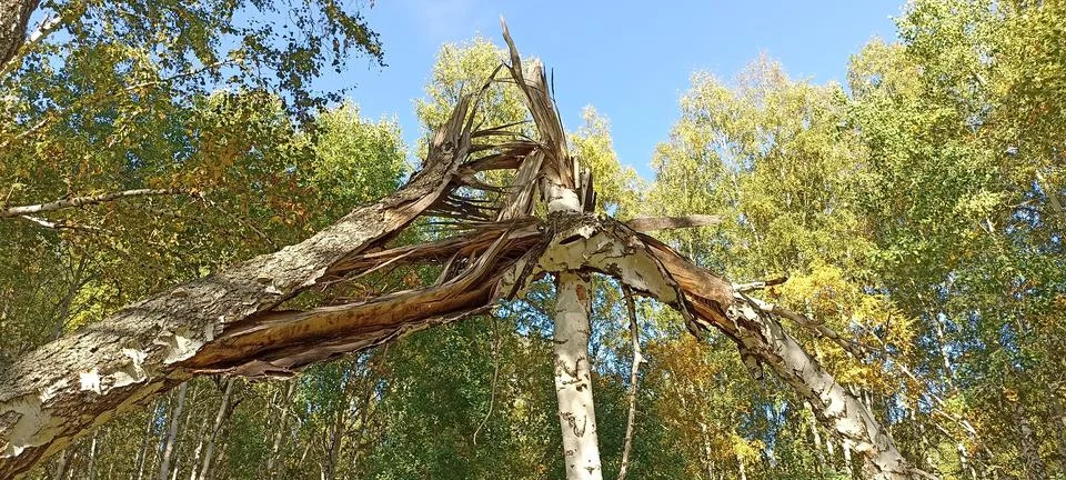 A tree in the forest is broken in half Stock Photos