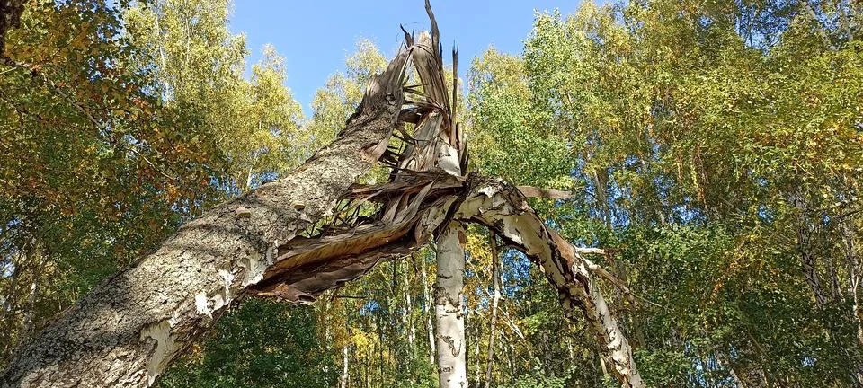 A tree in the forest is broken in half Stock Photos