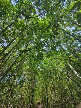 Tree Forest Canopy Foto stock