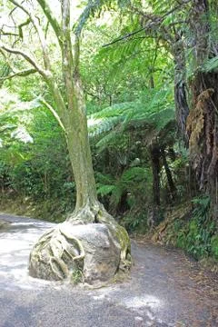 Tree in a forest on the coromandel peninsula Stock Photos