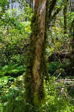 Tree in the forest covered with moss 스톡 사진