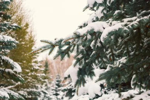 Tree forest covered by snow winter christmas holidays time Stock Photos