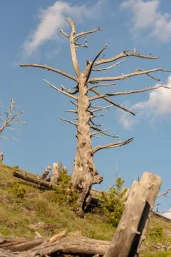 Tree forest cut in the Pyrenees, in Encamp, Andorra Stock Photos