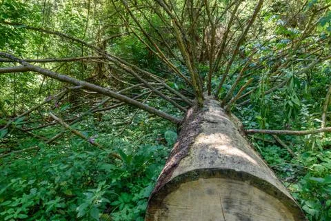 Tree of forest cutting down 库存照片