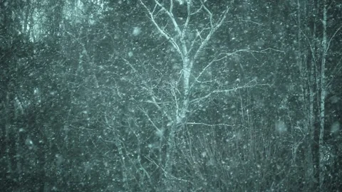 Tree in the Forest during heavy Snowstorm Video stock 168980388