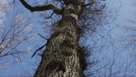 Tree in forest during winter Stock Footage 138167573