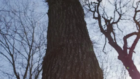 Tree in forest during winter Stock Footage 138167577