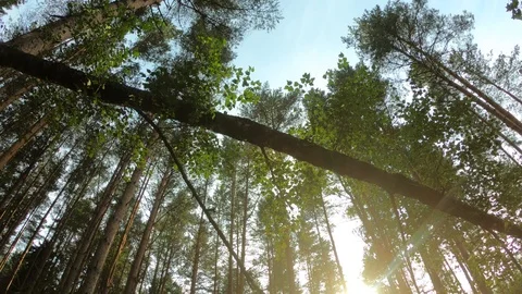 Tree in the forest. Evening forest. Stock Footage 100665238