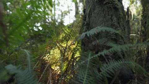Tree in Forest with Ferns and Sunlight Vídeo Stock 165357918